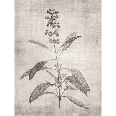 Sepia Botanical 1 Gold Ornate Wood Framed Art Print with Double Matting by Brown, Denise
