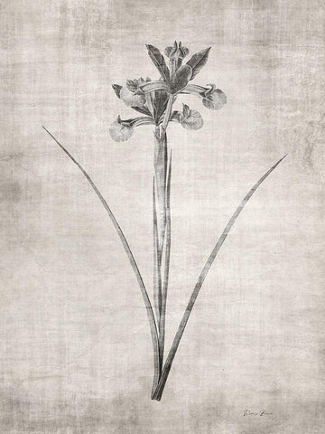 Sepia Botanical 2 White Modern Wood Framed Art Print with Double Matting by Brown, Denise