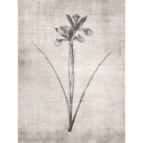 Sepia Botanical 2 Gold Ornate Wood Framed Art Print with Double Matting by Brown, Denise