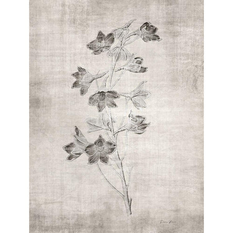 Sepia Botanical 3 Black Modern Wood Framed Art Print with Double Matting by Brown, Denise