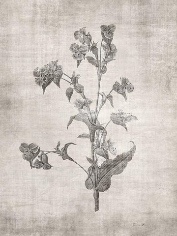 Sepia Botanical 4 Black Ornate Wood Framed Art Print with Double Matting by Brown, Denise