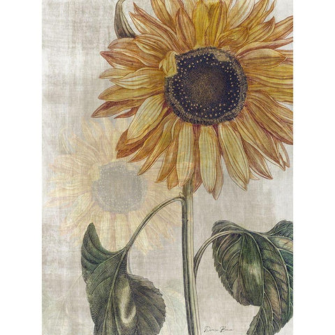 Sunflower 2 White Modern Wood Framed Art Print by Brown, Denise