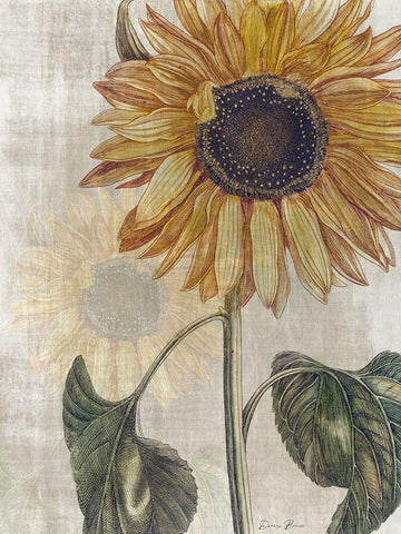 Sunflower 2 Black Ornate Wood Framed Art Print with Double Matting by Brown, Denise