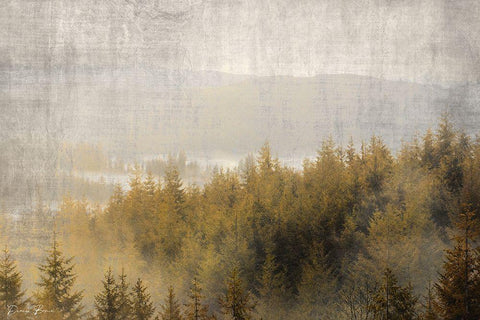 Pine Tops White Modern Wood Framed Art Print with Double Matting by Brown, Denise