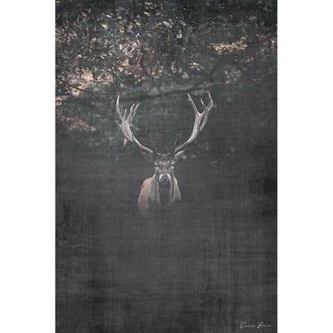 Trophy Buck Black Modern Wood Framed Art Print with Double Matting by Brown, Denise