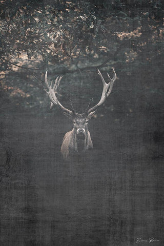 Trophy Buck White Modern Wood Framed Art Print with Double Matting by Brown, Denise