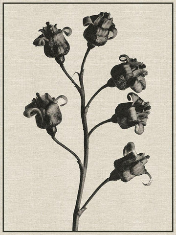 Fern Triptych 2 Black Ornate Wood Framed Art Print with Double Matting by Brown, Denise