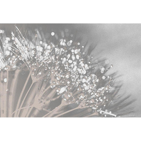 Dandelion 2 White Modern Wood Framed Art Print by Brown, Denise