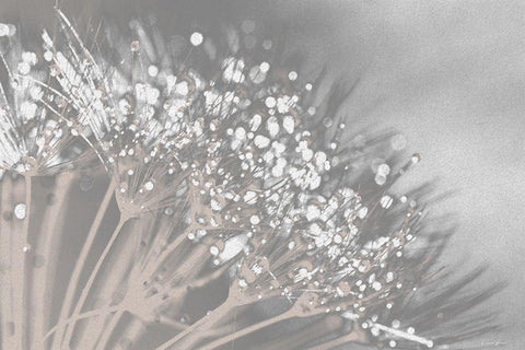 Dandelion 2 White Modern Wood Framed Art Print with Double Matting by Brown, Denise