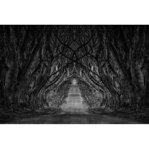 Black And White Trees Black Modern Wood Framed Art Print with Double Matting by Brown, Denise