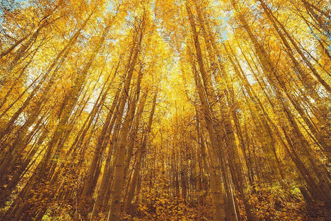 Fall Forrest White Modern Wood Framed Art Print with Double Matting by Brown, Denise