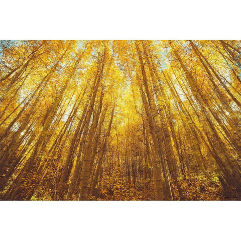 Fall Forrest Black Modern Wood Framed Art Print by Brown, Denise