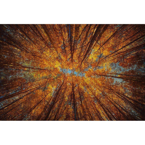 Looking Up Black Modern Wood Framed Art Print with Double Matting by Brown, Denise