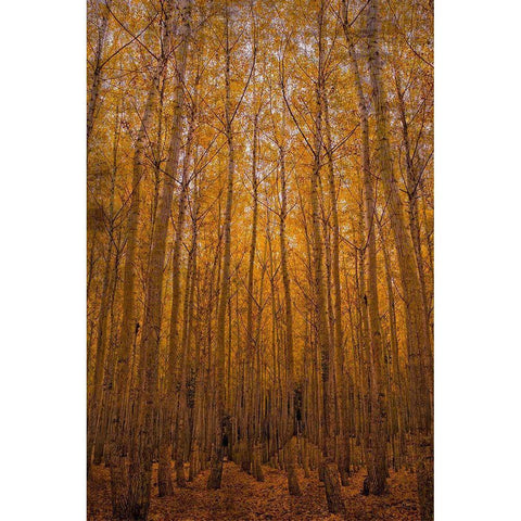 Peace Black Modern Wood Framed Art Print with Double Matting by Brown, Denise