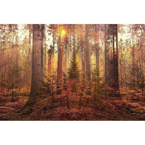Sanctuary White Modern Wood Framed Art Print by Brown, Denise