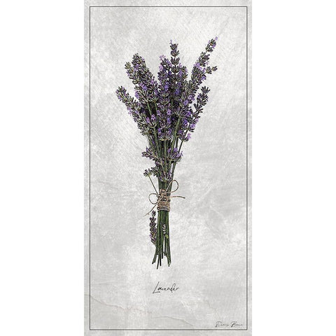 Lavender 1 Black Modern Wood Framed Art Print with Double Matting by Brown, Denise