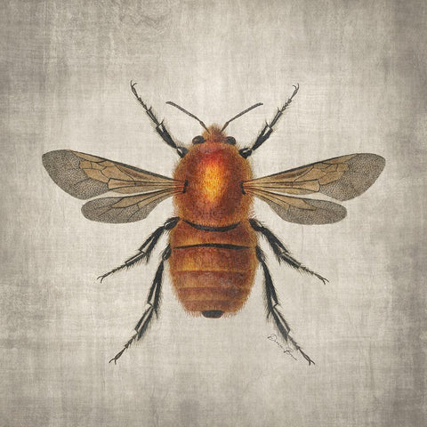 Brilliant Bee 1 White Modern Wood Framed Art Print with Double Matting by Brown, Denise