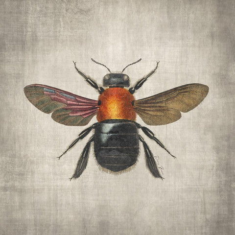 Brilliant Bee 2 White Modern Wood Framed Art Print by Brown, Denise
