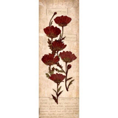 August Poppy Gold Ornate Wood Framed Art Print with Double Matting by Stimson, Diane