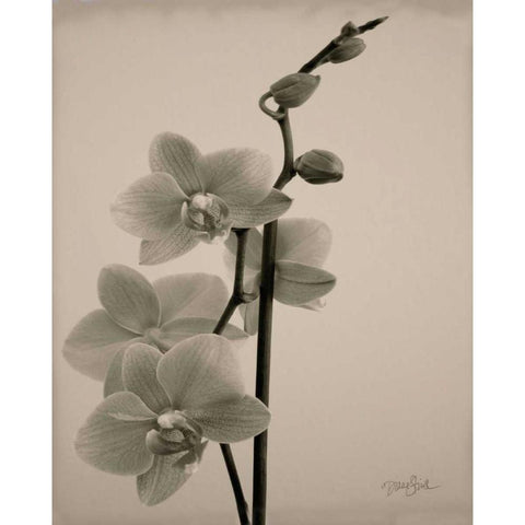 Orchid 1 Black Modern Wood Framed Art Print by Stimson, Diane