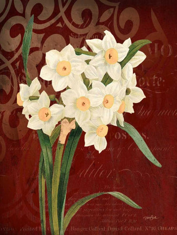 Narcissus 1 Black Ornate Wood Framed Art Print with Double Matting by Stimson, Diane