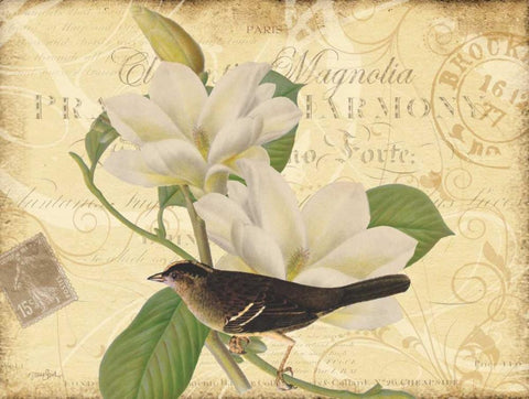 Bird Magnolia Black Ornate Wood Framed Art Print with Double Matting by Stimson, Diane