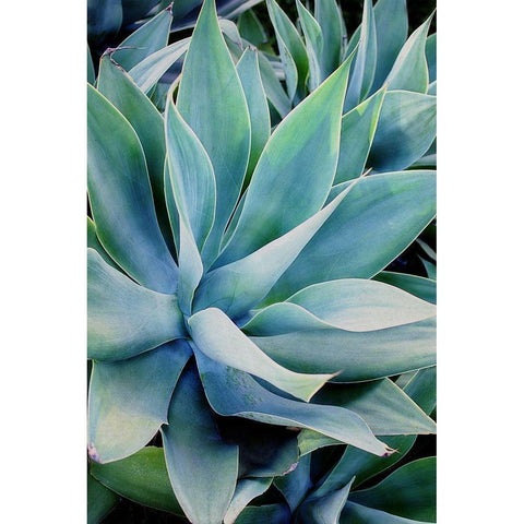 Deep Dive II Black Modern Wood Framed Art Print with Double Matting by Urquhart, Elizabeth