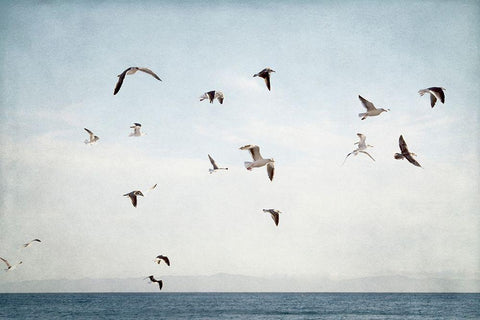 Soar I Black Ornate Wood Framed Art Print with Double Matting by Urquhart, Elizabeth