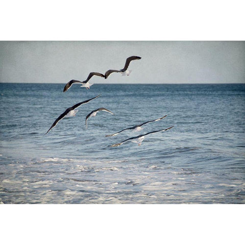 Soar III Black Modern Wood Framed Art Print with Double Matting by Urquhart, Elizabeth