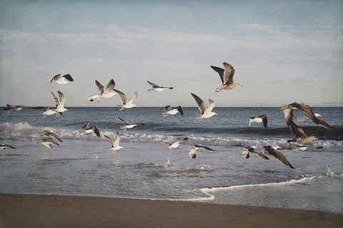 Soar IV White Modern Wood Framed Art Print with Double Matting by Urquhart, Elizabeth