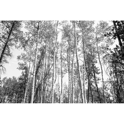 Aspen BW 1 White Modern Wood Framed Art Print by Urquhart, Elizabeth