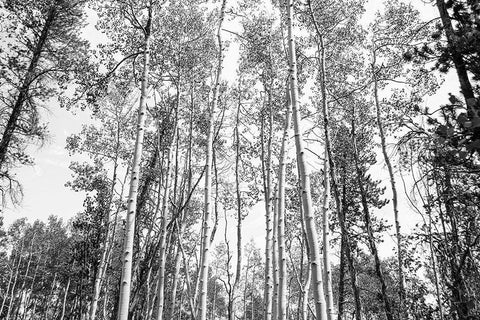 Aspen BW 1 White Modern Wood Framed Art Print with Double Matting by Urquhart, Elizabeth