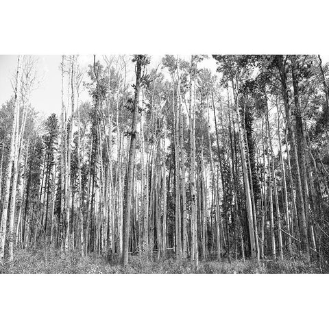 Aspen BW 2 Black Modern Wood Framed Art Print with Double Matting by Urquhart, Elizabeth