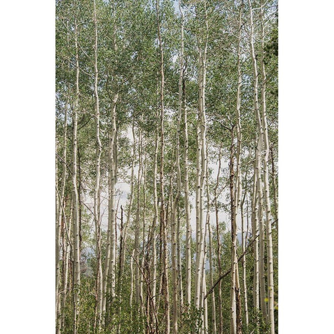 Aspen Forest 1 Black Modern Wood Framed Art Print by Urquhart, Elizabeth