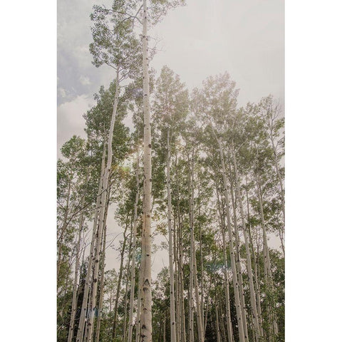 Aspen Forest 2 White Modern Wood Framed Art Print by Urquhart, Elizabeth