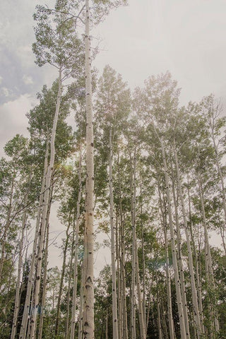 Aspen Forest 2 Black Ornate Wood Framed Art Print with Double Matting by Urquhart, Elizabeth