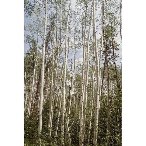 Aspen Forest 3 Gold Ornate Wood Framed Art Print with Double Matting by Urquhart, Elizabeth