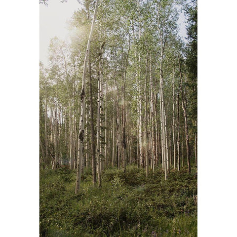 Aspen Forest 4 Black Modern Wood Framed Art Print with Double Matting by Urquhart, Elizabeth