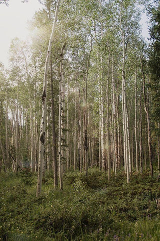 Aspen Forest 4 Black Ornate Wood Framed Art Print with Double Matting by Urquhart, Elizabeth