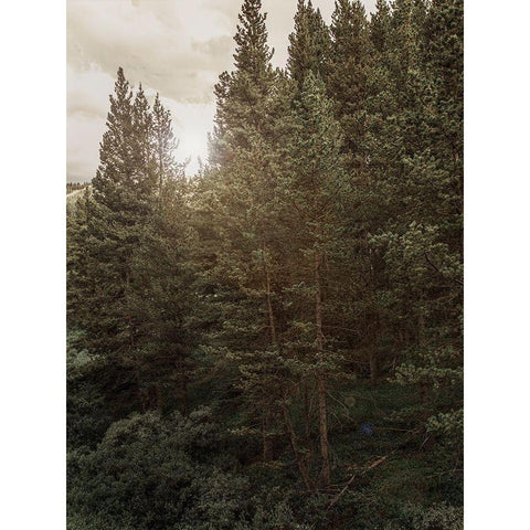 Pine Wilderness 1 Black Modern Wood Framed Art Print with Double Matting by Urquhart, Elizabeth