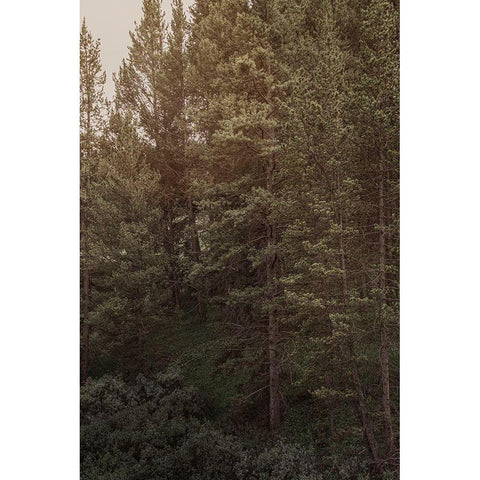 Pine Wilderness 2 Black Modern Wood Framed Art Print with Double Matting by Urquhart, Elizabeth