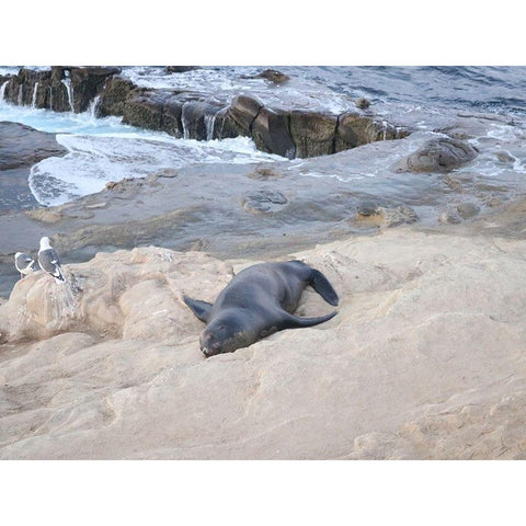 Sealion Black Modern Wood Framed Art Print by Frances, Stephanie