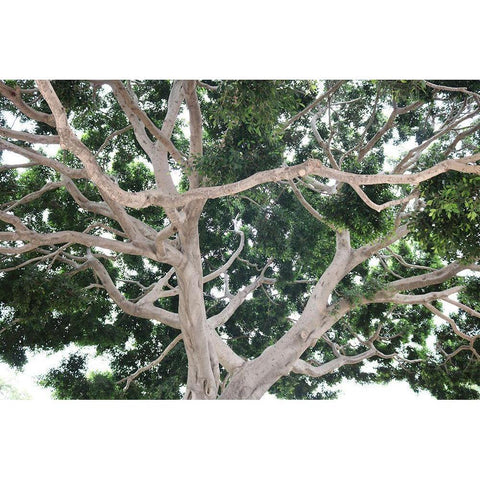 Tree Gold Ornate Wood Framed Art Print with Double Matting by Frances, Stephanie