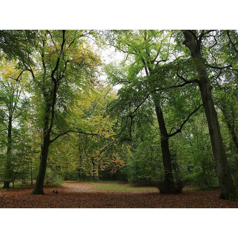 Wood 5 Gold Ornate Wood Framed Art Print with Double Matting by Frances, Stephanie