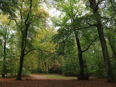 Wood 5 White Modern Wood Framed Art Print with Double Matting by Frances, Stephanie