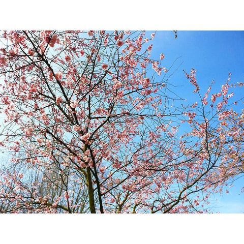 Blossom Pink Trees Black Modern Wood Framed Art Print with Double Matting by Frances, Stephanie