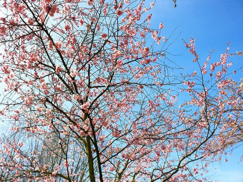 Blossom Pink Trees White Modern Wood Framed Art Print with Double Matting by Frances, Stephanie