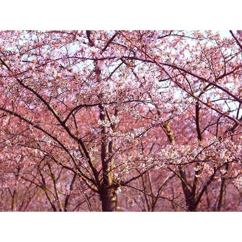 Blossom Pink Trees 2 Black Modern Wood Framed Art Print with Double Matting by Frances, Stephanie