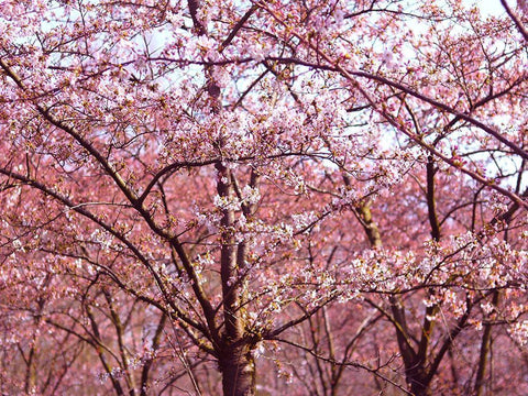 Blossom Pink Trees 2 White Modern Wood Framed Art Print with Double Matting by Frances, Stephanie