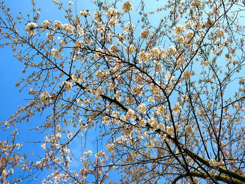 Yellow Blossoms 1 Black Ornate Wood Framed Art Print with Double Matting by Frances, Stephanie